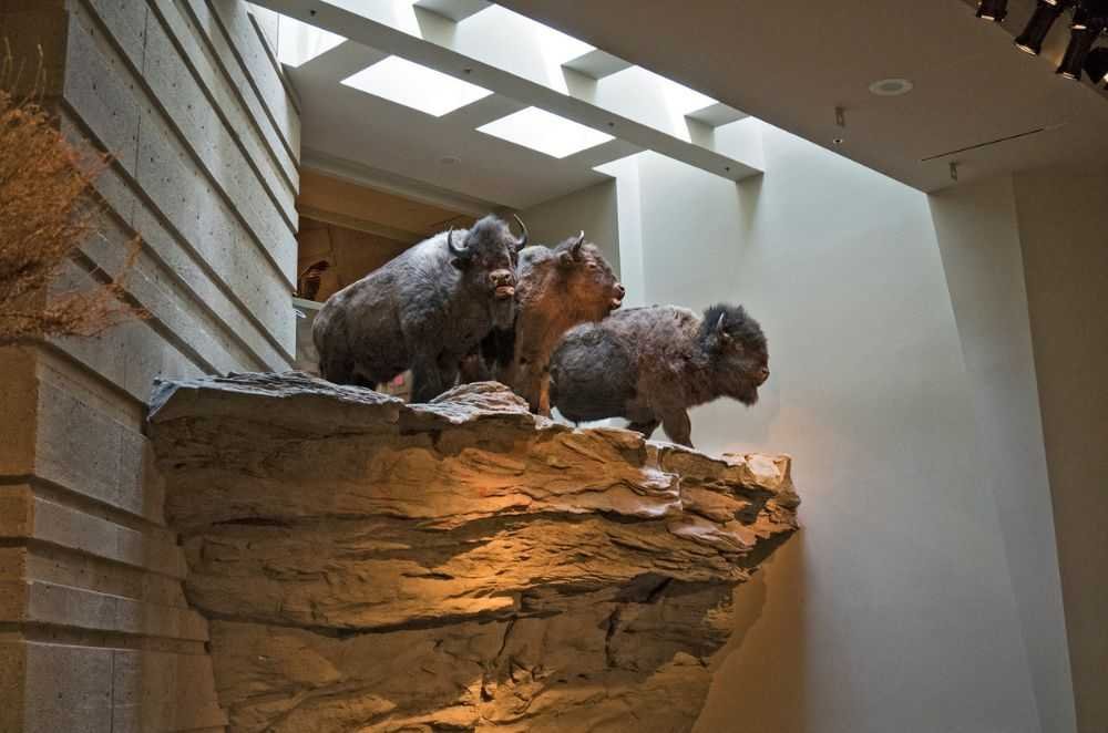 Three preserved bison are displayed on a rocky ledge indoors, under a skylight, reminiscent of the dramatic scenes at Head-Smashed-In Buffalo Jump.