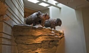 Three bison are displayed on a rocky ledge in a museum setting, illuminated by skylights. This exhibit, reminiscent of the historic Head-Smashed-In Buffalo Jump site, features realistic, life-sized models of the animals.