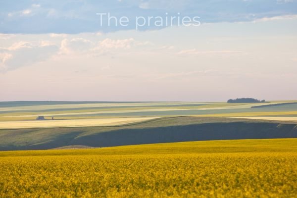 The prairies