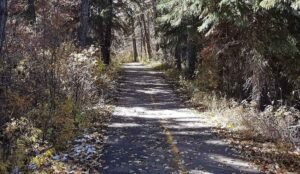 A paved path winds through a forest with fallen leaves, flanked by trees and shrubs, under a clear sky. It's like a serene stroll by bower ponds, where nature's tranquility whispers the secrets of the woods.