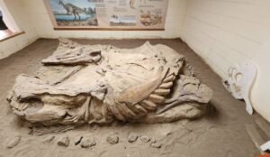 In a museum room, large fossilized dinosaur bones rest on a sandy surface, surrounded by informational posters. These specimens transport visitors to the prehistoric wonders of Dinosaur Provincial Park.