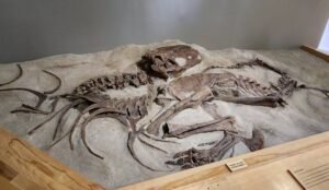 A fossilized dinosaur skeleton from Dinosaur Provincial Park is beautifully displayed on a sandy rock surface in a museum setting.