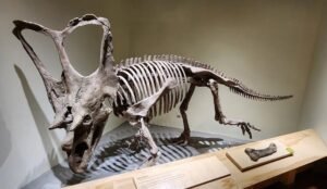 A dinosaur skeleton with a large frilled skull, reminiscent of those discovered in Dinosaur Provincial Park, is displayed in a museum exhibit.