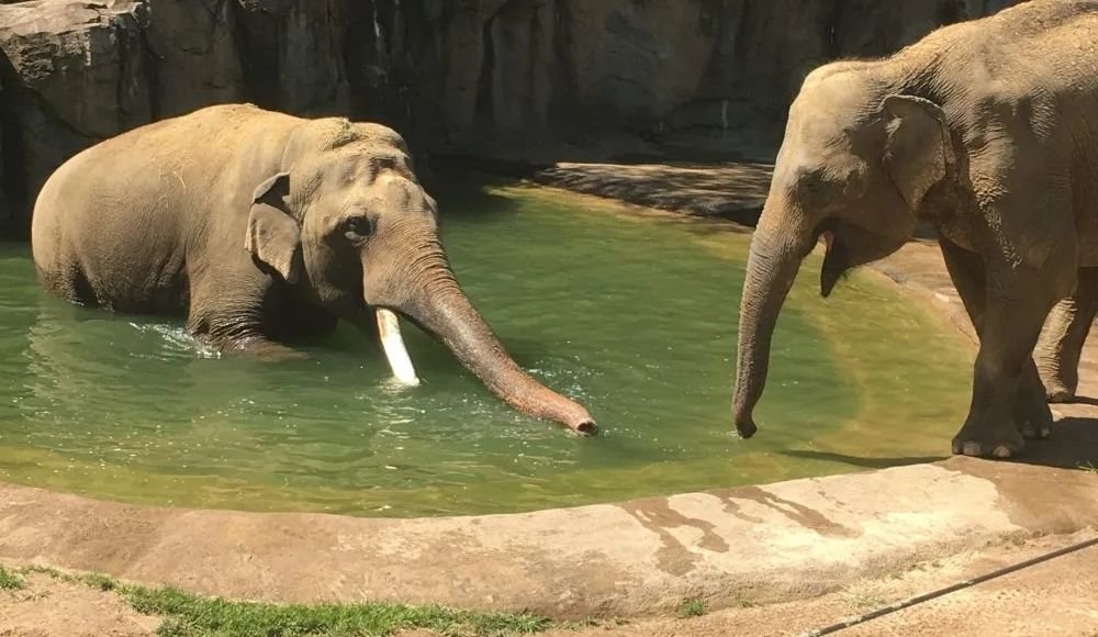 Two elephants by a pool in an enclosure, one standing in water and the other on dry ground, create a captivating scene that awaits those who visit Calgary.