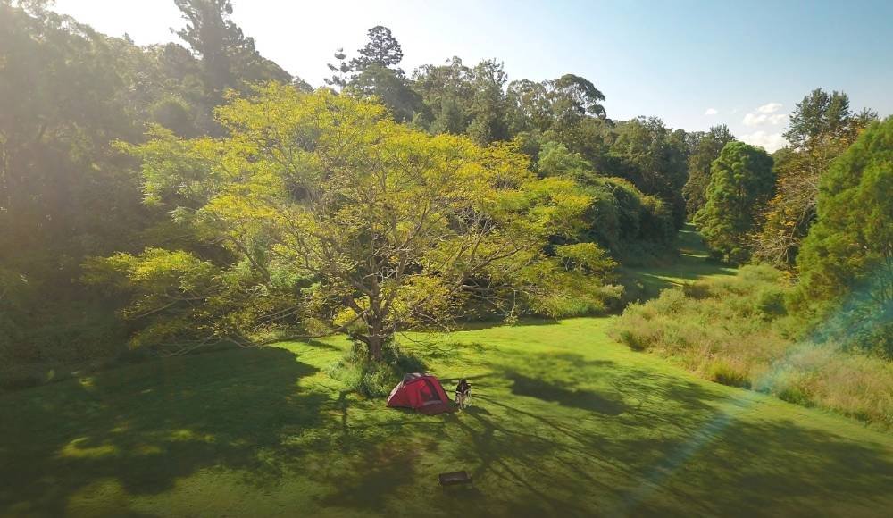 A red tent is set up under a large tree on a sunny grassy field, with lush forested areas in the background—a perfect spot for wilderness camping Alberta style.