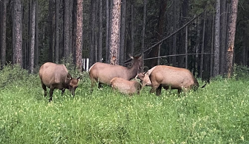 In Waterton National Park, a group of elk grazes peacefully in a grassy forest clearing with tall trees in the background—a perfect backdrop for those seeking outdoor activities.