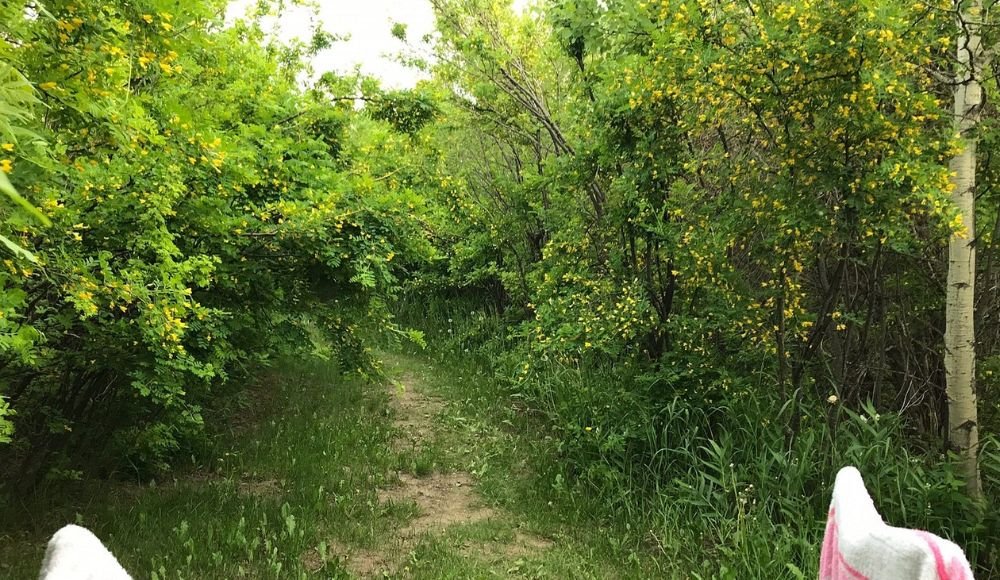 A dirt path meanders through dense green shrubs dotted with yellow flowers on a cloudy day, hinting at outdoor activities. Part of a pink and white object peeks into view in the foreground.