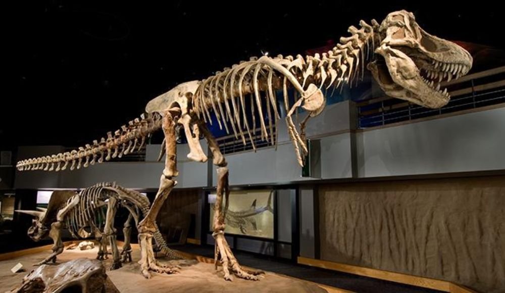 The Tyrannosaurus rex skeleton is majestically displayed in a museum, surrounded by smaller dinosaur fossils and a sand-like terrain, reminiscent of the rugged landscapes you might see during a journey from Calgary to Dinosaur Provincial Park.