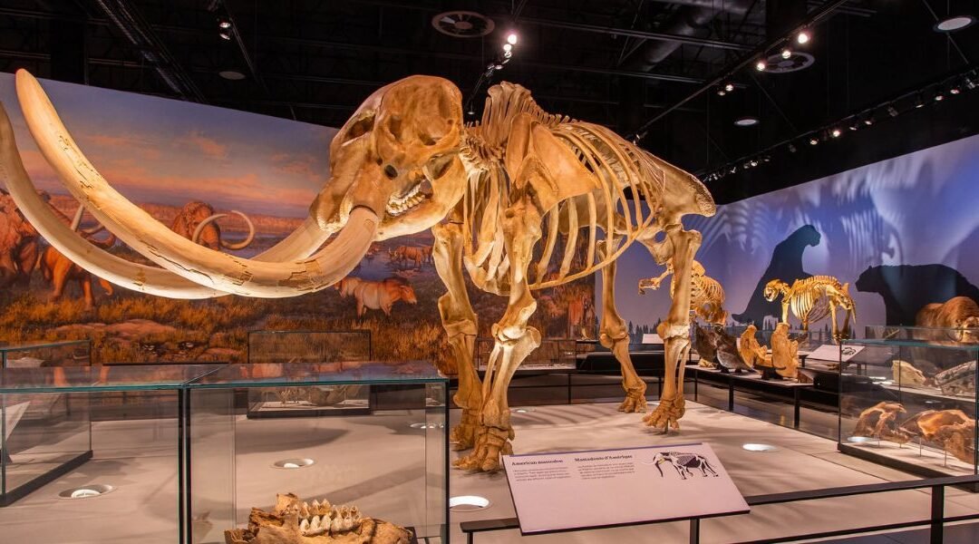 A large mammoth skeleton is displayed in the Royal Alberta Museum exhibit, surrounded by informational plaques and other animal fossils, with a mural backdrop of prehistoric wildlife.