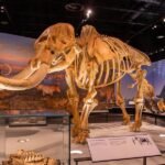 A large mammoth skeleton is displayed in the Royal Alberta Museum exhibit, surrounded by informational plaques and other animal fossils, with a mural backdrop of prehistoric wildlife.
