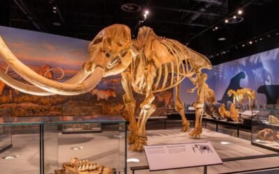 Royal Alberta Museum: What You Need to Know