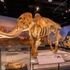 A mammoth skeleton is displayed in a museum exhibit in Alberta, surrounded by informational plaques and additional fossils under bright lighting—a must-see for any Alberta tourist.