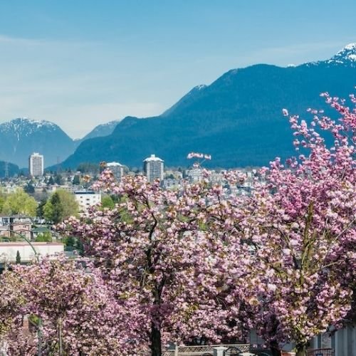 1 spring Pink cherry blossom trees in full bloom with a cityscape and snow-capped mountains in the background under a clear blue sky, reminiscent of the scenic beauty you’ll find when learning how to get to Banff National Park.