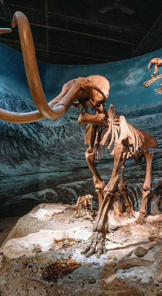 Exhibit of a mammoth skeleton displayed in a museum setting with a painted prehistoric background.