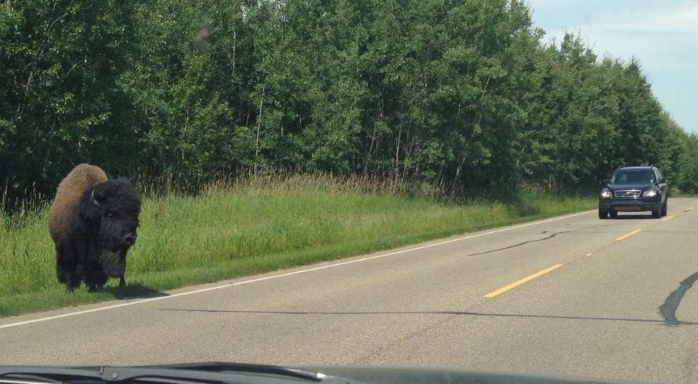 Bison on Elk Island