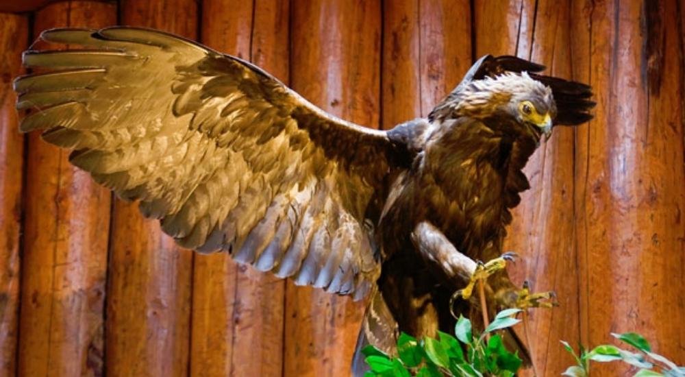 Buffalo Nations Luxton Museum