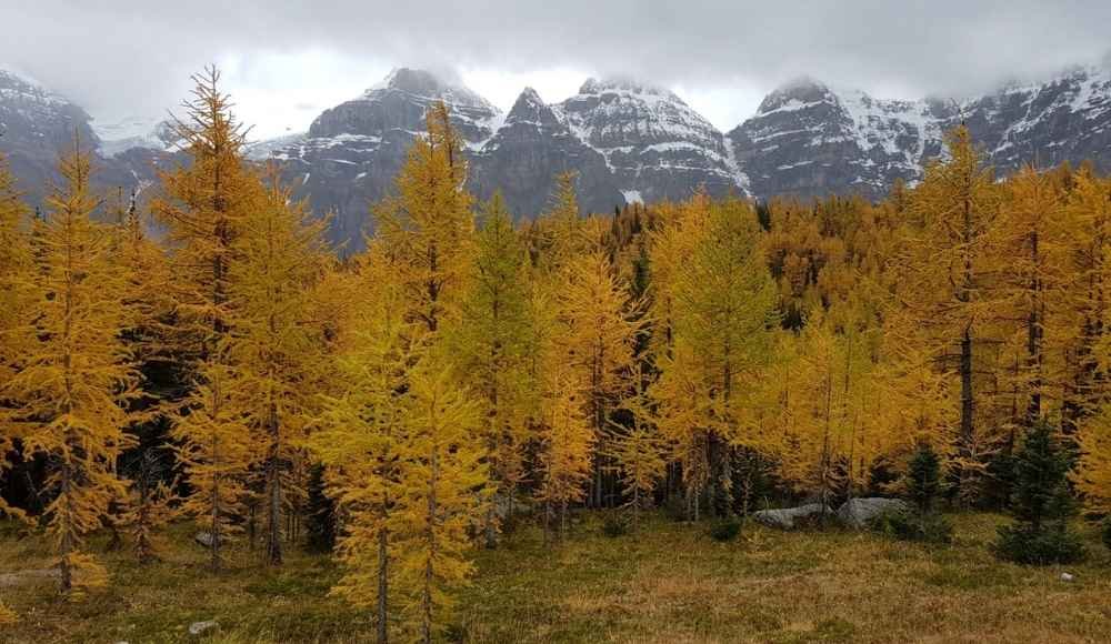 Valley of the Ten Peaks Banff in fall. 