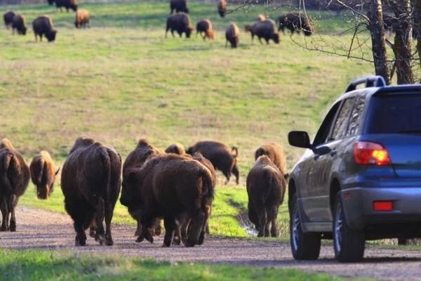 Medicine Hat A herd of bison walks at Elk Island National Park