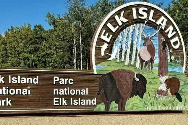 Wildlife Elk Island National Park