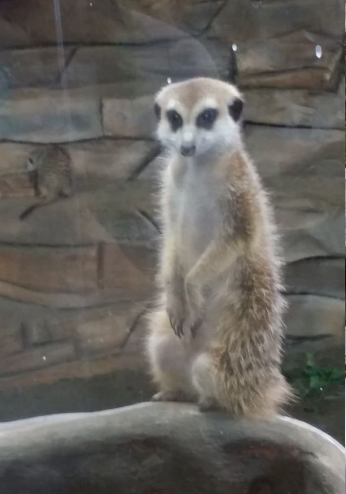 A meerkat stands upright on a rock, looking toward the camera, with a stone wall background and another meerkat visible in the distance—one of the charming sights you can enjoy with your Edmonton Valley Zoo admission.