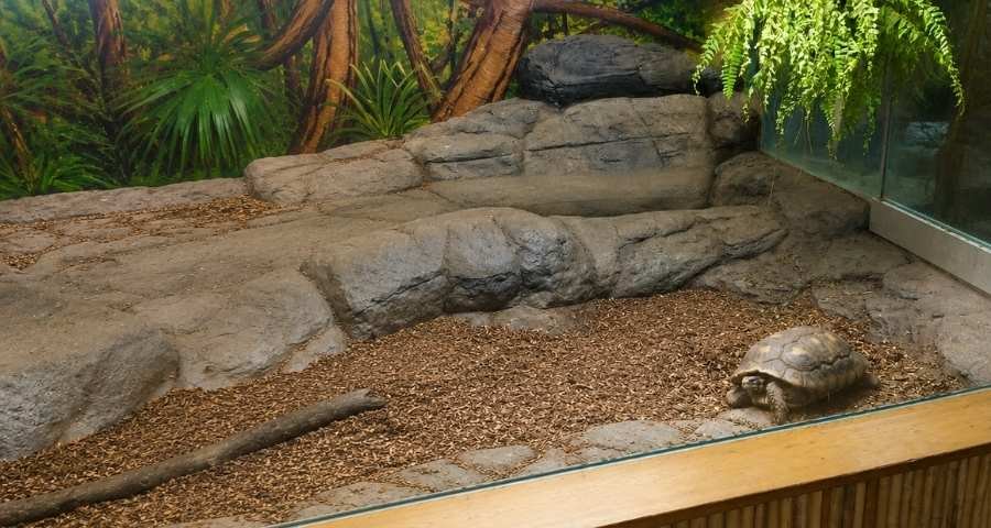 The Tortoise at Edmonton Valley Zoo