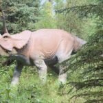 Triceratops dinosaur display surrounded by trees and vegetation at Jurassic Forest