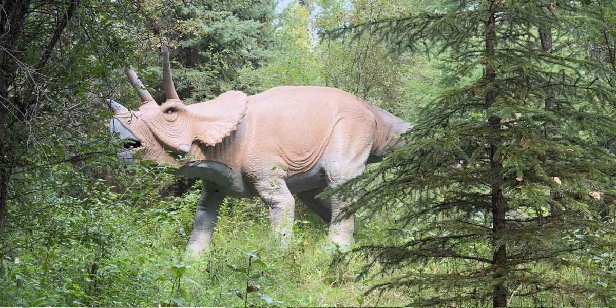 Triceratops dinosaur display surrounded by trees and vegetation at Jurassic Forest