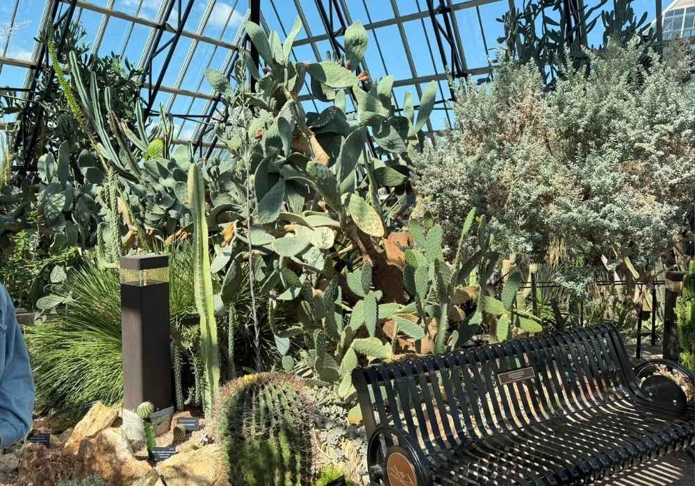 A greenhouse filled with various cacti and succulents, reminiscent of the Muttart Conservatory, sits next to a black metal bench under a glass ceiling with visible sky.