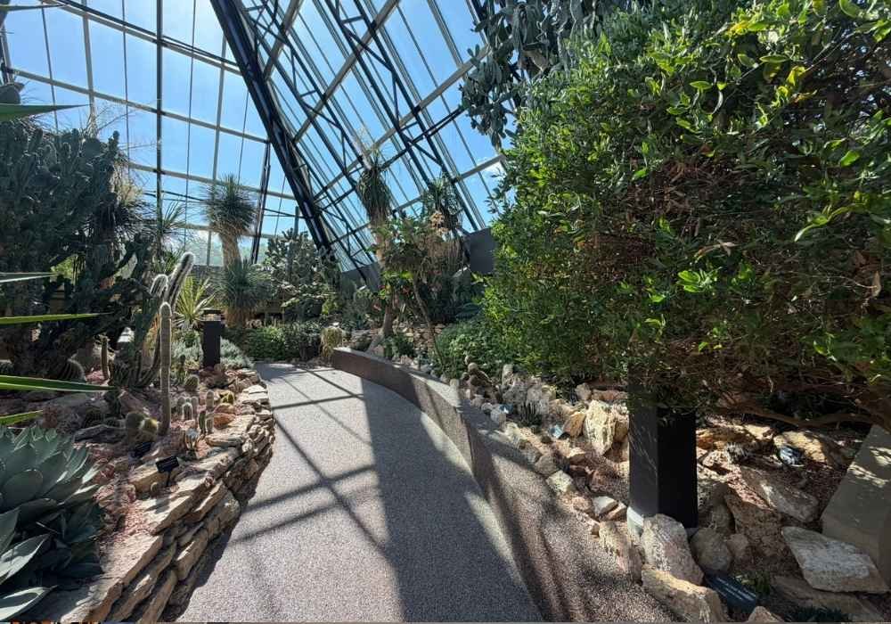 A sunlit greenhouse interior with a winding path, cacti, and various desert plants under a glass roof, reminiscent of the striking displays found in the Muttart Conservatory.