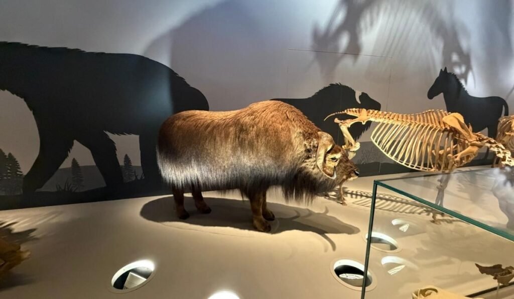 Columbian mammoth display at the Royal Alberta Museum.
