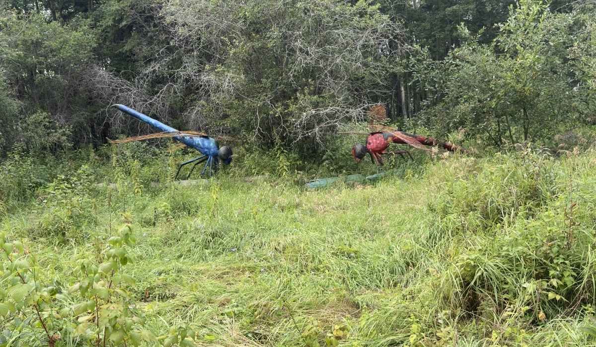 Two large metal dragonfly sculptures at the Jurassic Forest.