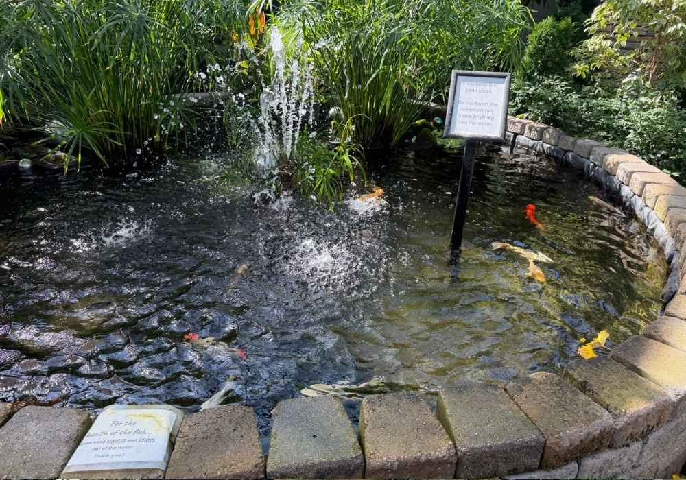 A small stone-edged pond with a fountain, surrounded by lush plants reminiscent of the vibrant displays at the Muttart Conservatory, contains colorful koi fish. Two signs are placed at the edge, one on a stand and one flat on the stone.