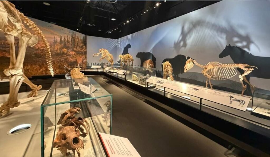 Ice Age Alberta exhibits at the Royal Alberta Museum.
