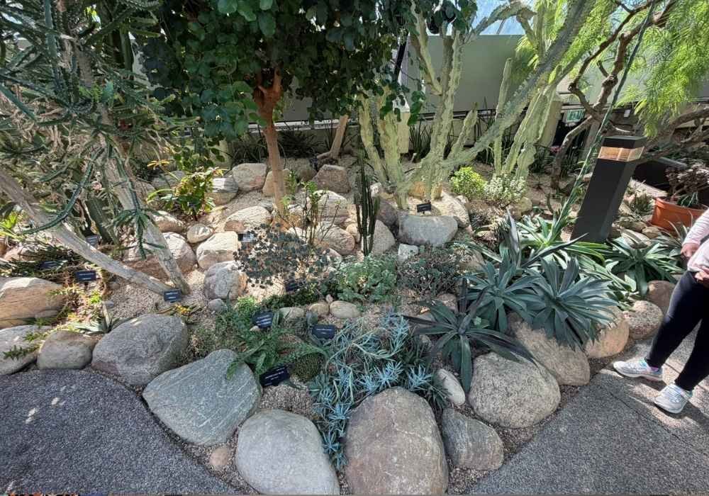 Rock garden with various succulents and cacti, plant labels visible among rocks at the Muttart Conservatory, partial view of a person standing on the right.