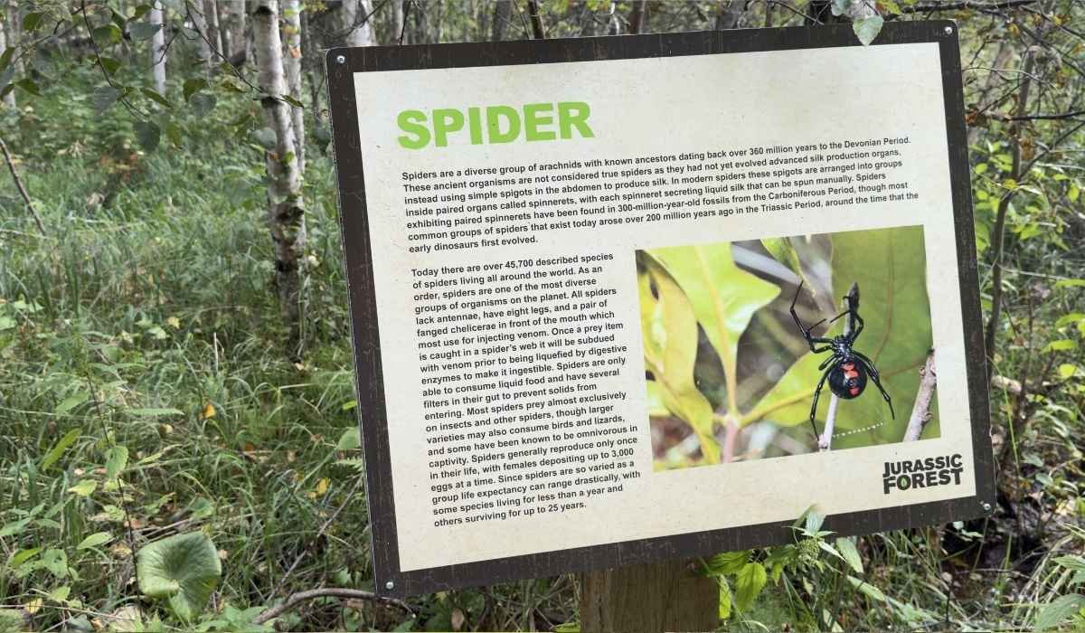 Spider information sign along the forest trail at Jurassic Forest