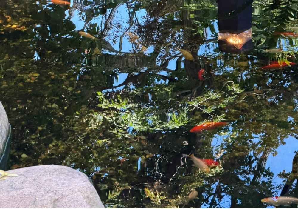 Colorful fish swim in the Temperate Pyramid pond with clear water at the Muttart Conservatory