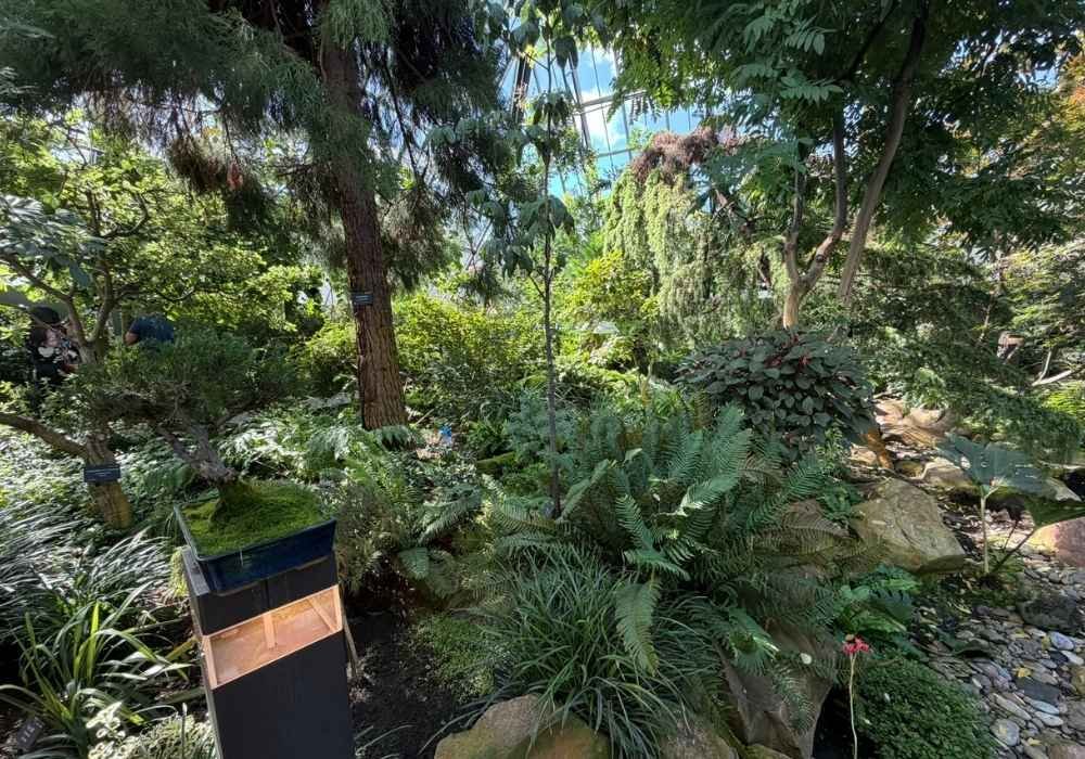 Lush indoor garden with various green plants, ferns, and trees under a glass ceiling, reminiscent of the serene beauty found in the Muttart Conservatory. A black display stand appears in the foreground near rocks and a small water feature.
