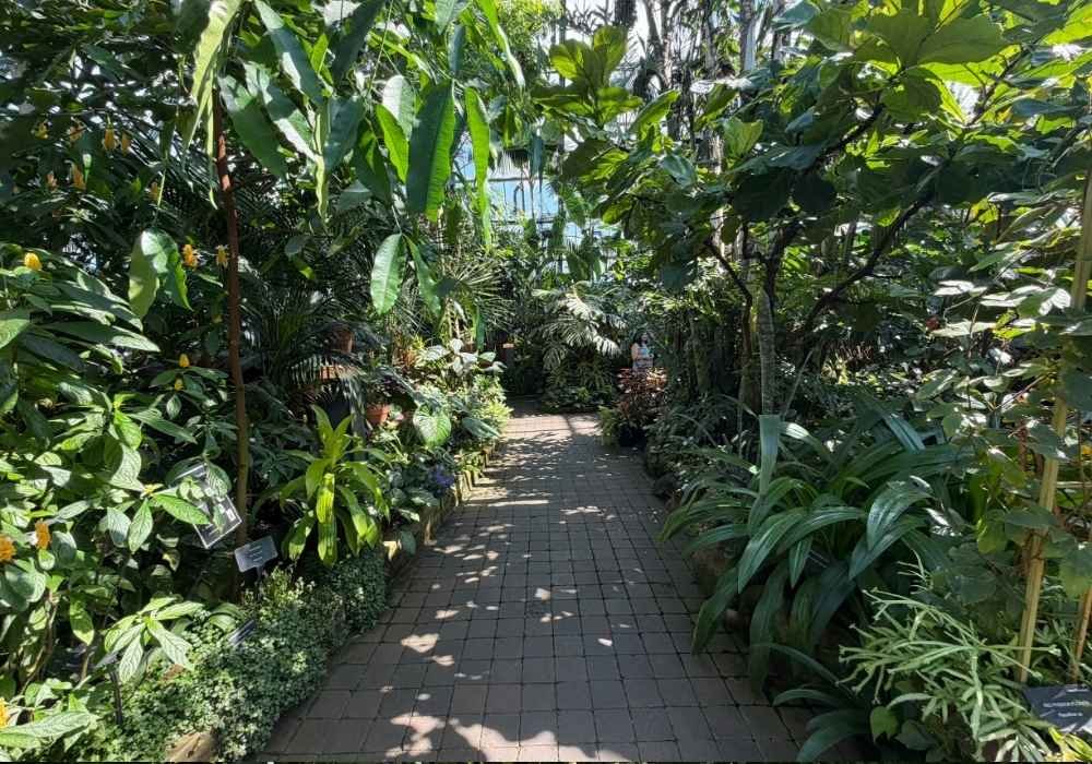 A paved path runs through a lush greenhouse filled with various green plants and trees under natural sunlight, reminiscent of the vibrant displays found at the Muttart Conservatory.