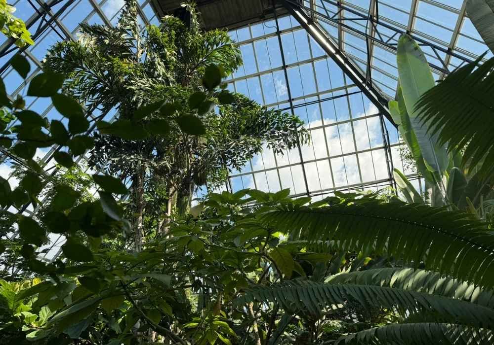 Large glass greenhouse reminiscent of the Muttart Conservatory, with tall tropical plants and trees inside, sunlight streaming through the roof, and blue sky visible above.