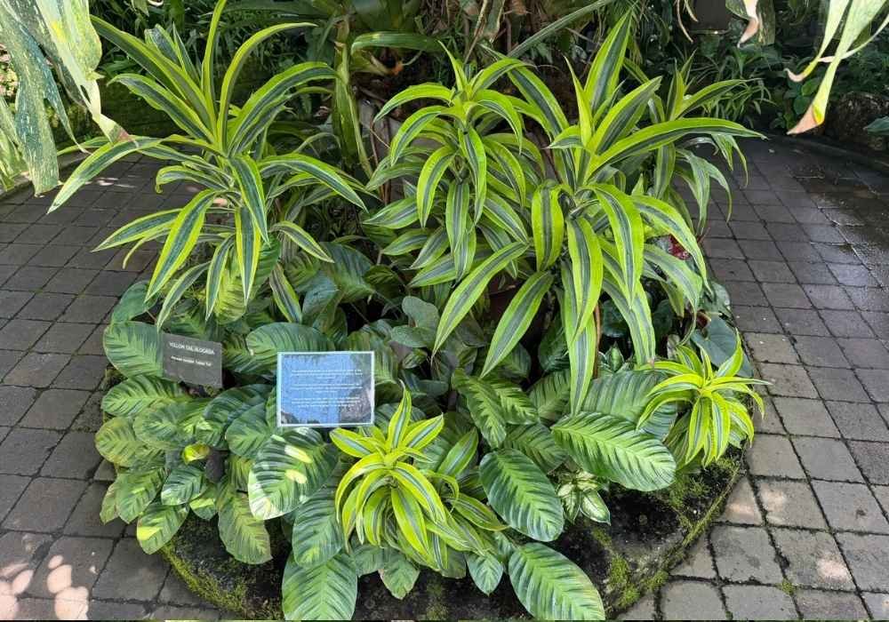 A small garden bed with green and yellow variegated plants and two information plaques, set on a stone tile walkway in the Muttart Conservatory.