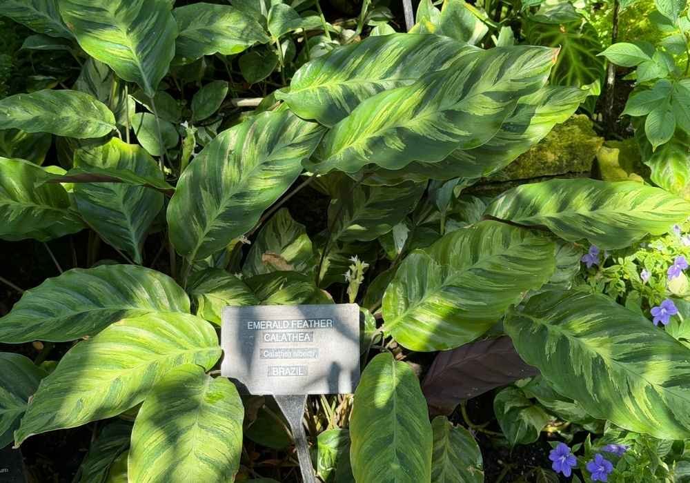 Green leafy Calathea plant with a label reading “Emerald Feather Calathea, Goeppertia albertii, Brazil,” surrounded by other plants and purple flowers at the Muttart Conservatory.