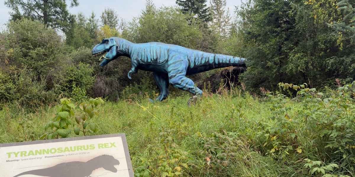 A blue Tyrannosaurus Rex display at Jurrasic Forest