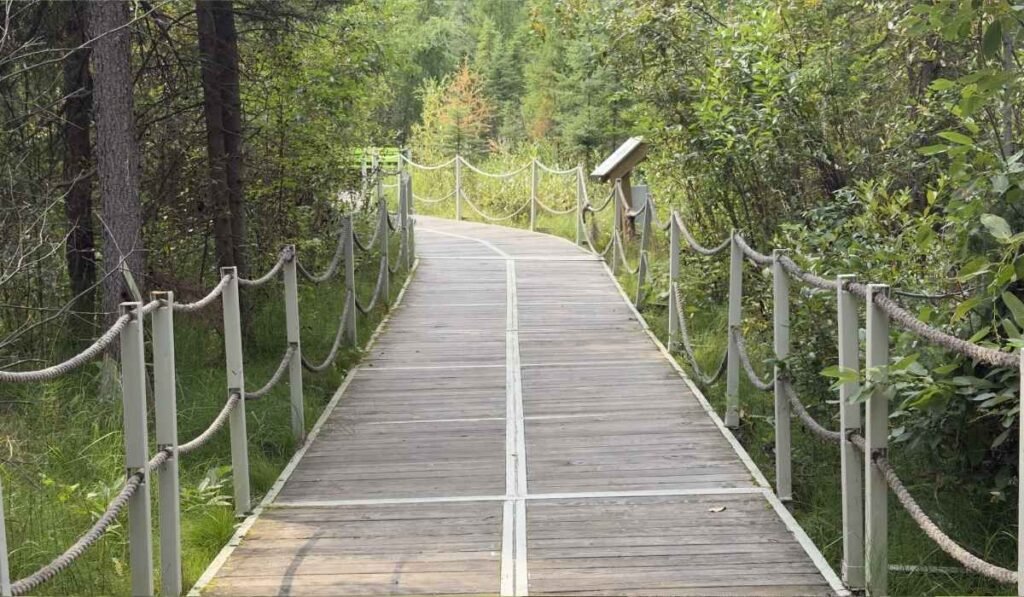 Wooden boardwalk trail through the forest at Jurassic Forest